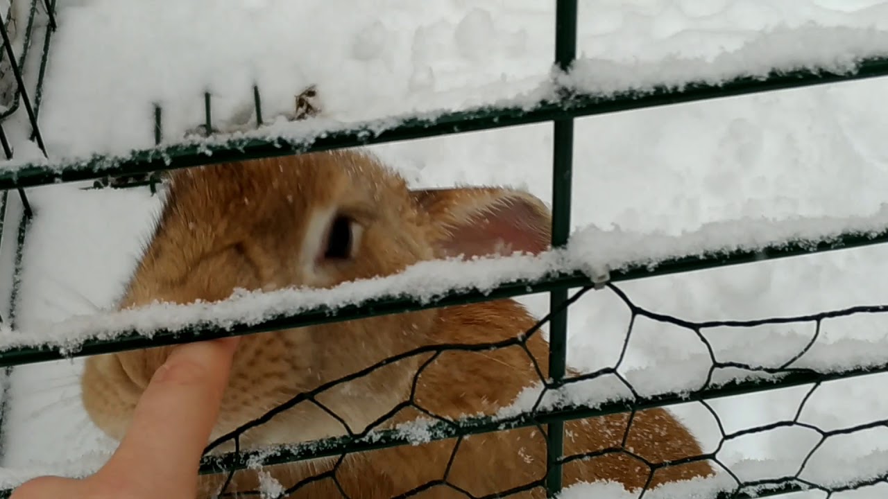 Al Santuario di Yogurt è arrivata la neve