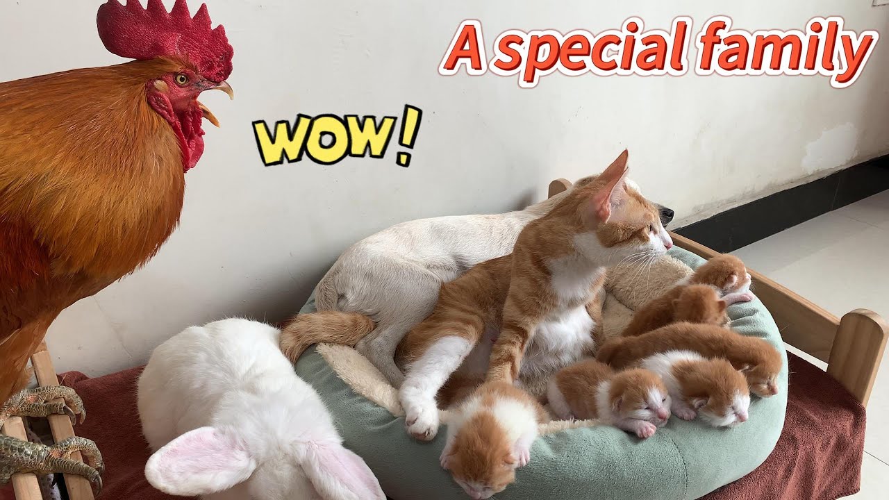 The puppy and the rabbit help the cat take care of the kittens,and the rooster calls them to wake up