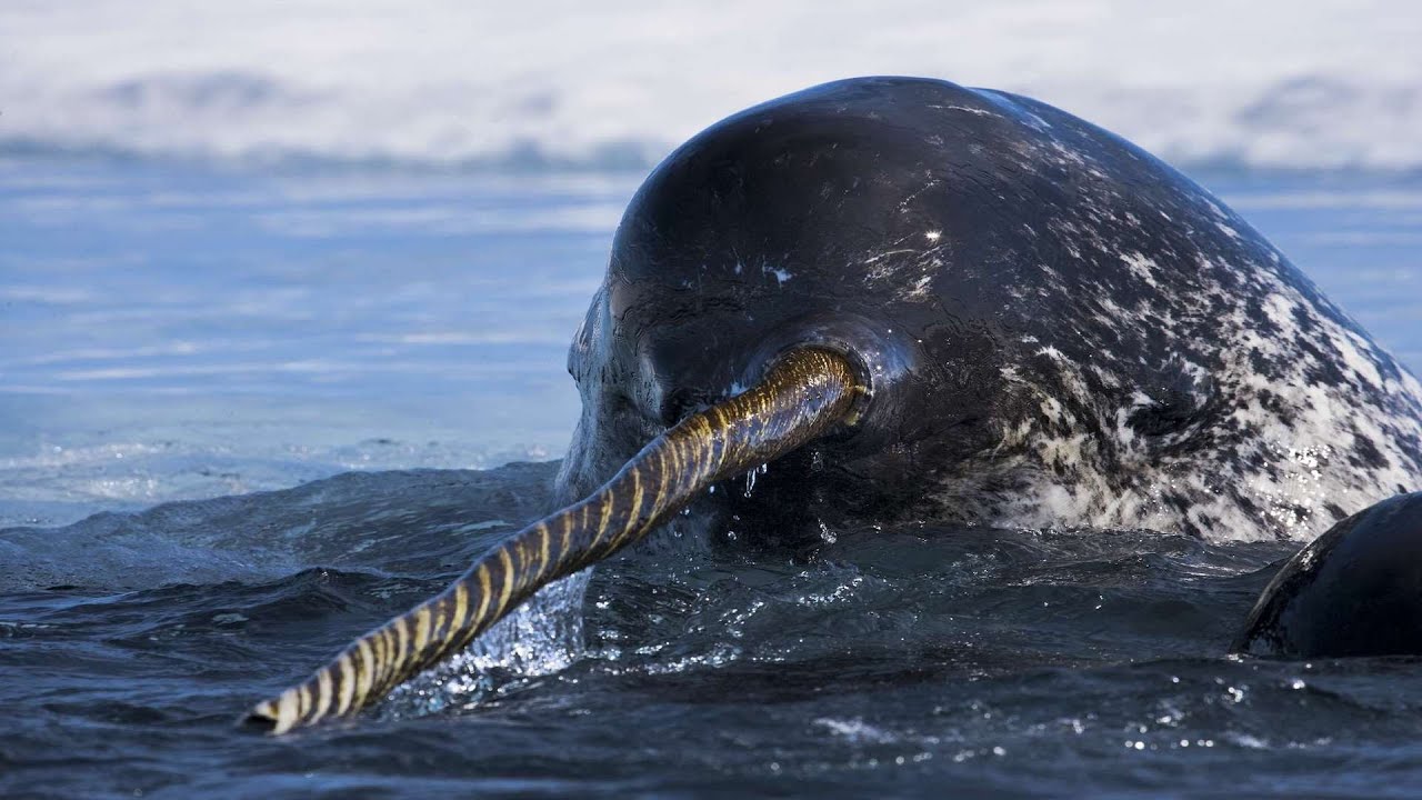 Narwhal - The Unicorn Of The Sea / Documentary