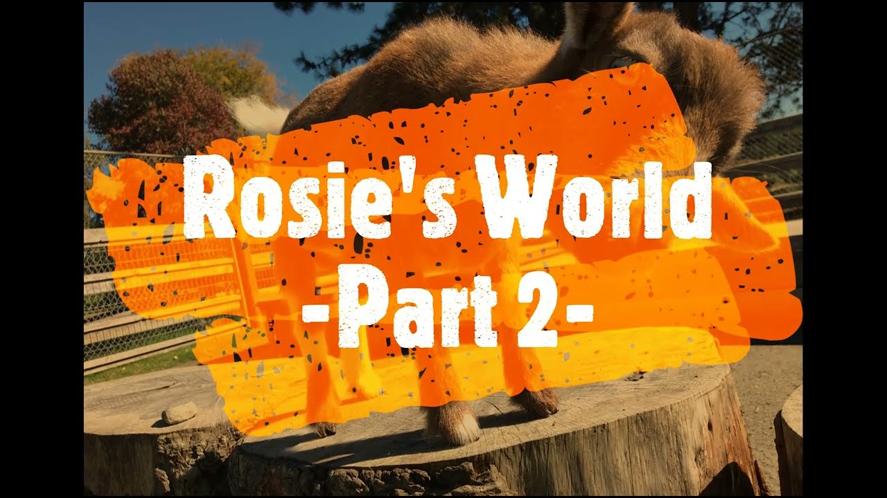 Rosie's World Part 2