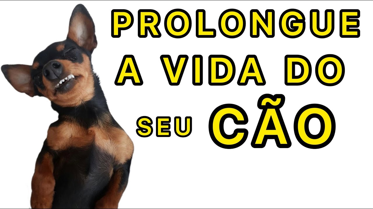 10 FRUTAS E 10 LEGUMES QUE O C&Atilde;O DA RA&Ccedil;A PINSCHER ADORA | PINSCHER FILHOTES