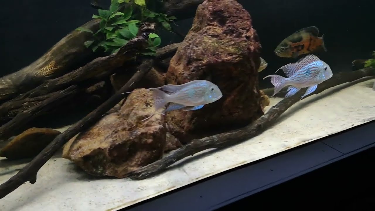 4000L Amazonie