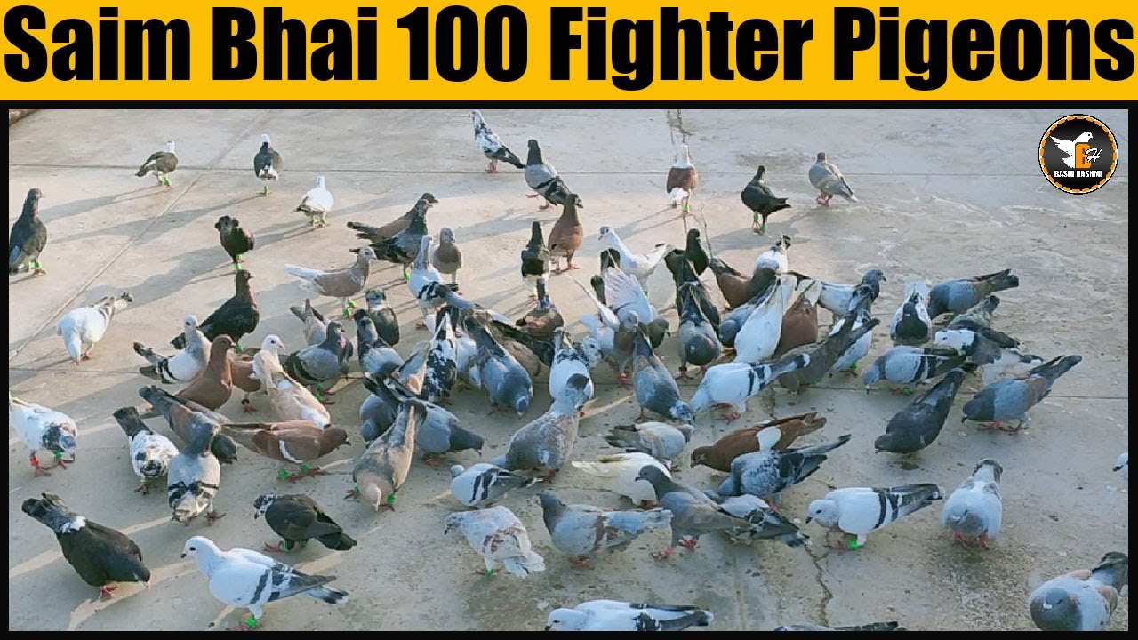 Saim Bhai 100 Amazing Gola Fighter Pigeons | Kabooter Larrayya | Season Ki Tayari | Basir Hashmi