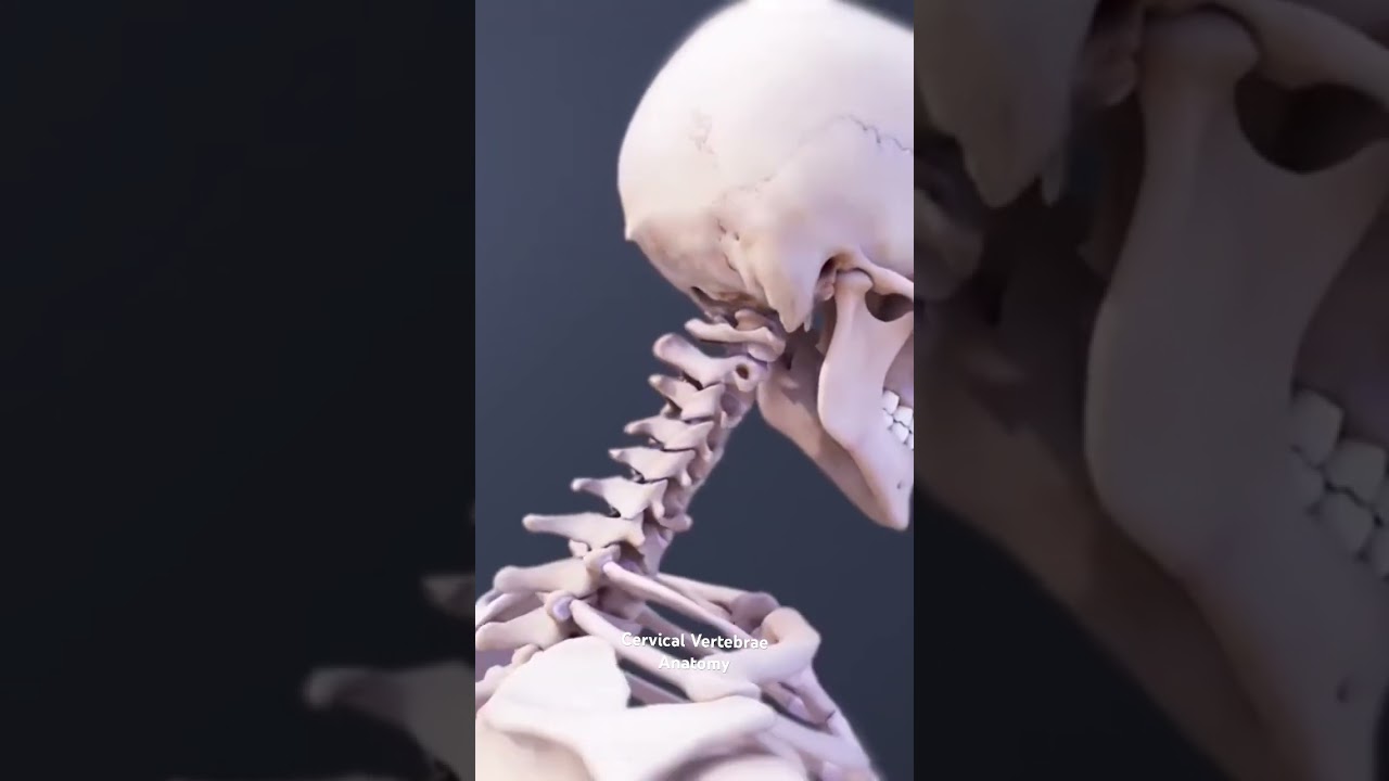 Anatomia kręg&oacute;w szyjnych