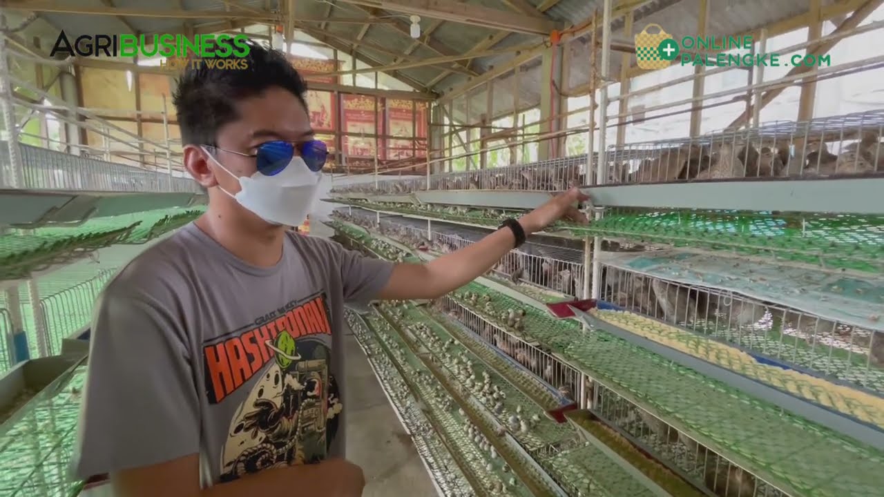 BREEDING at mga PAGKAKAKITAAN sa QUAIL - JULY 2021 UPDATE