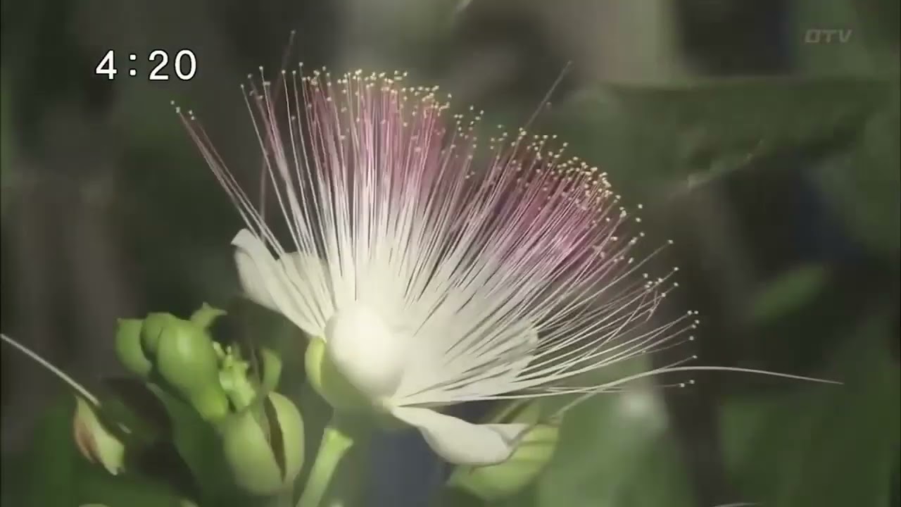 OTV沖縄テレビ　歴代OPCL集
