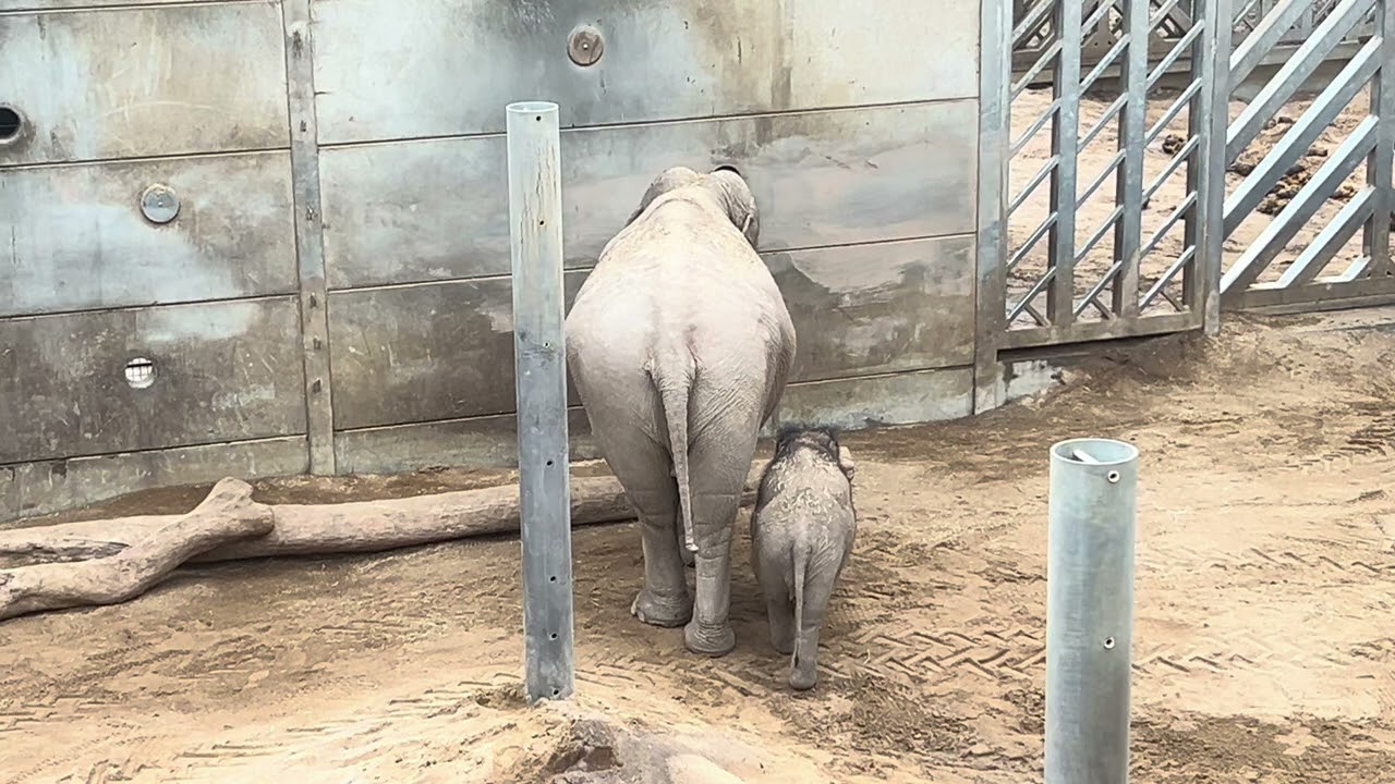 Baby elephant following its mum at Blackpool Zoo 2026