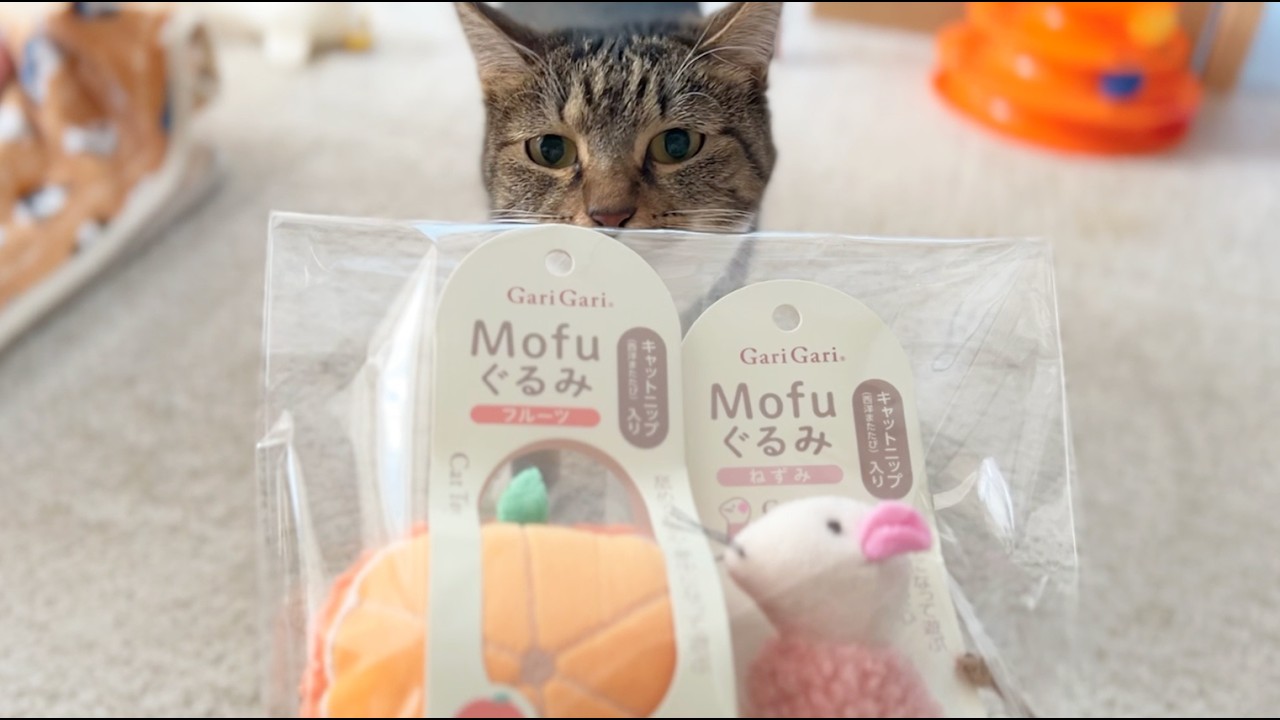愛猫に新しいおもちゃをプレゼント！【ねむ通信Vol.92】