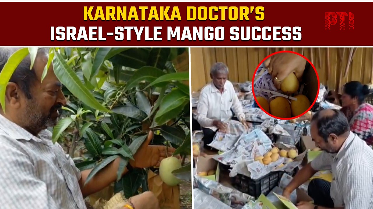 Karnataka doctor grows thriving Kesar mango farm with Israeli high-density technology