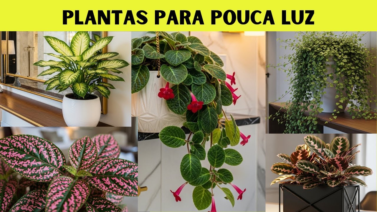 11 Plantas Perfeitas para Pouca Luz