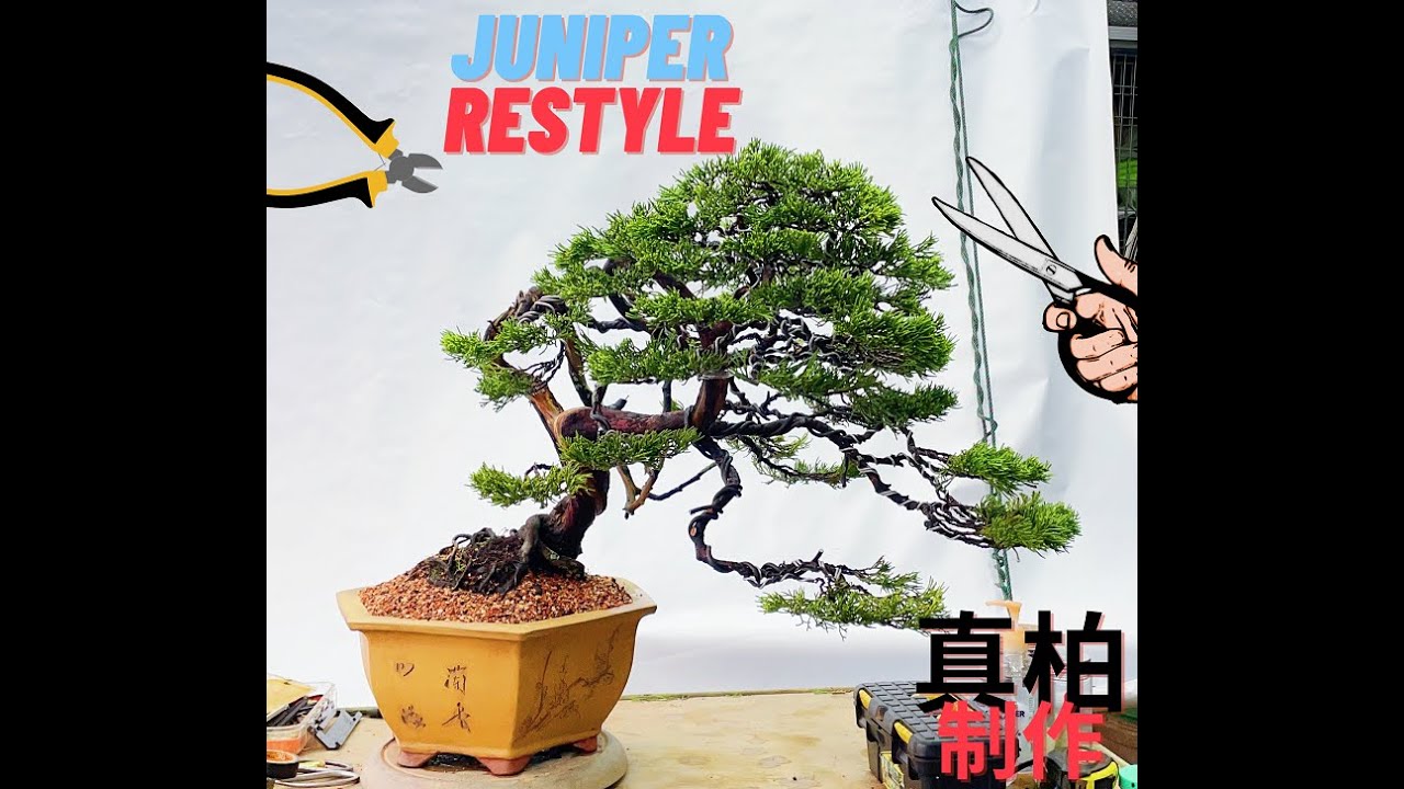 juniper in a making 真柏制作过程