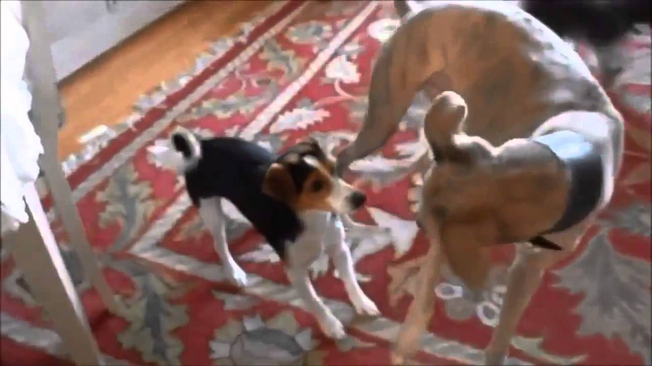 BEST FUNNY ANIMALS COMPILATION (2013 - 2014)