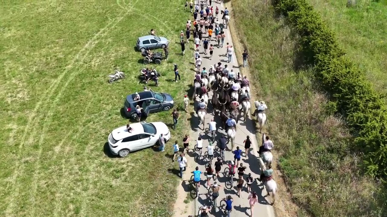 Vauvert longue ( Manade Aubanel )