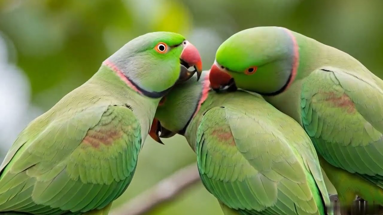 Green Parrot Talking Voice Compilation