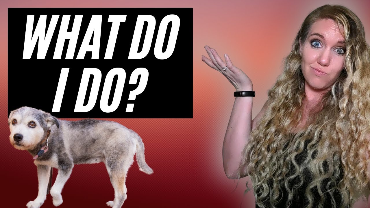 Dog Anxiety: What it looks like & What to do if your dog is anxious