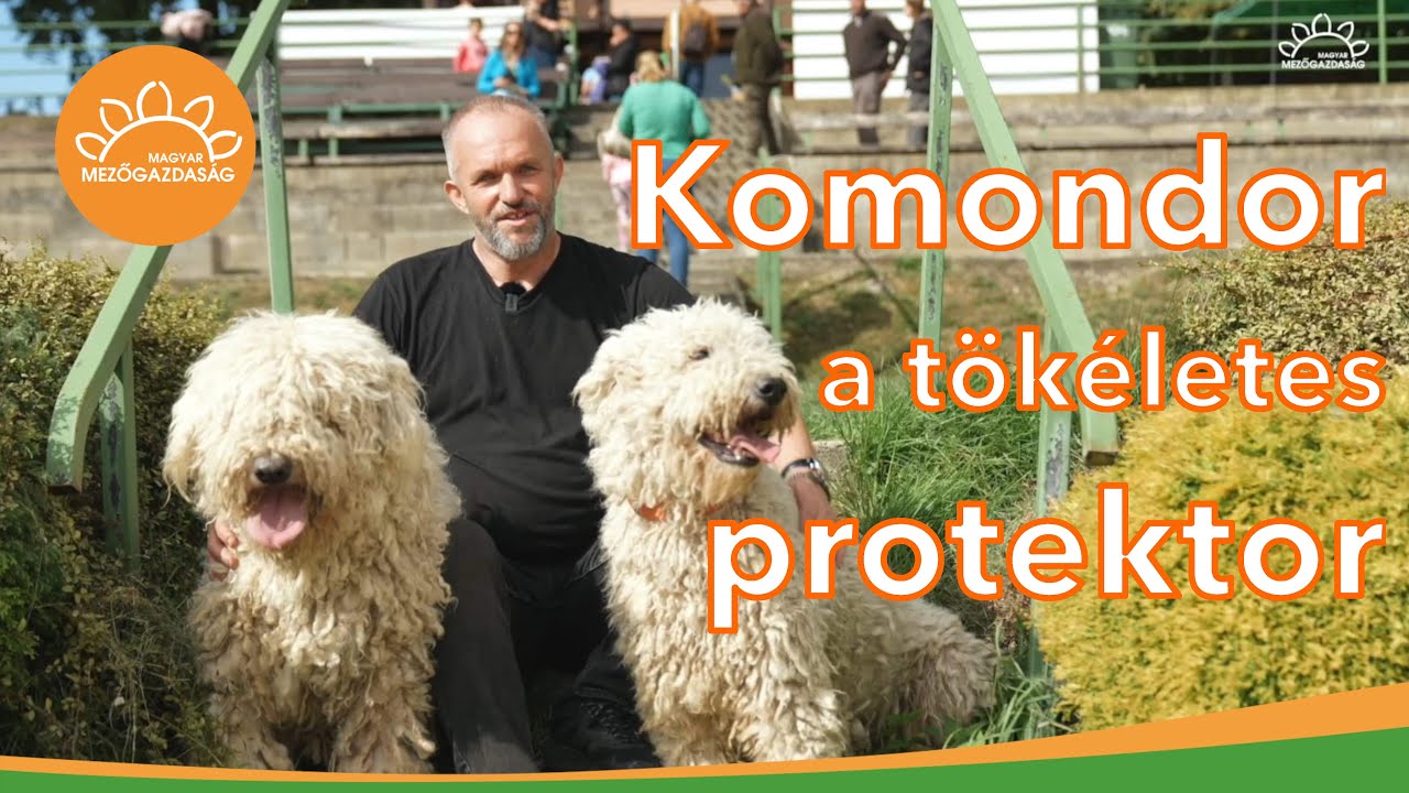 Komondor a tökéletes protektor | Hegedűs Csaba, a Gubancos Komondor kennel képviselője
