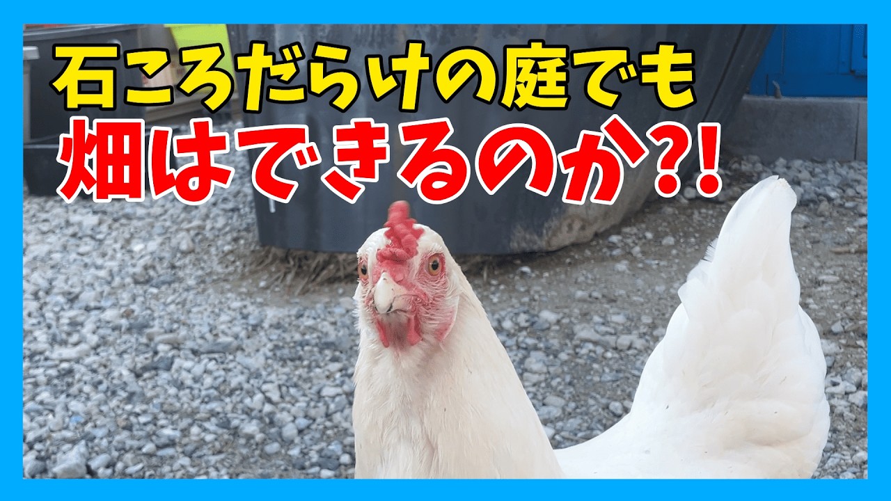 石だらけの庭が「畑」に！？あぜ板で超簡単レイズドベッドDIY｜ニワトリと循環型農業🐓