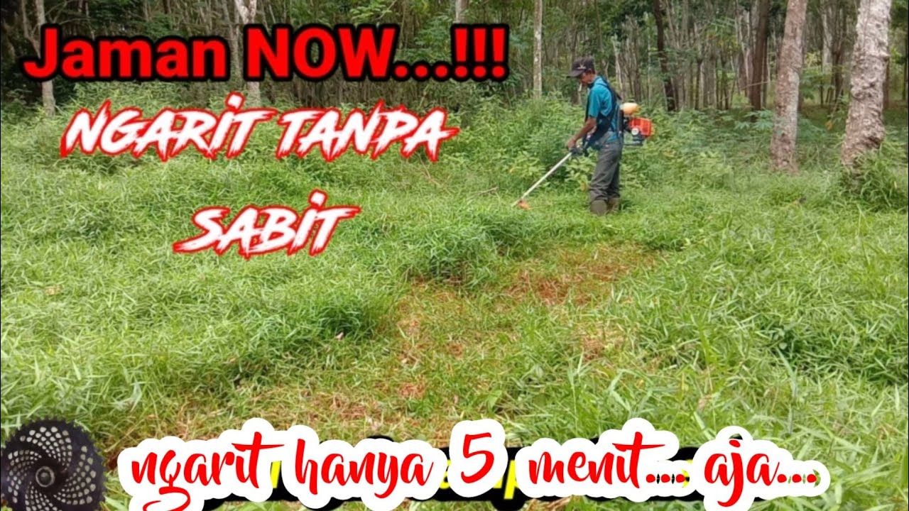 NGARIT CEPAT DENGAN MESIN, LANGSUNG KASIHKAN SAPI.