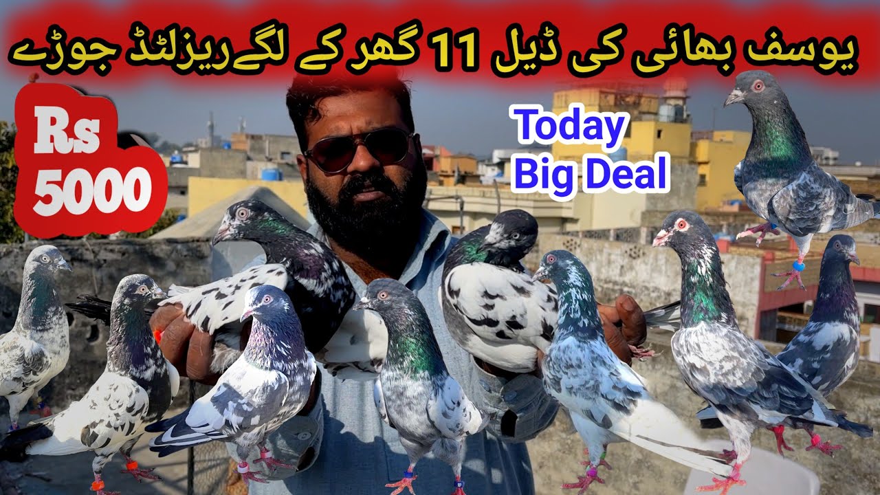 Yousaf Bhai Ki Breeder Kabootaro Ki Deal 🤝Ghar K Lagy Resulted Jodey Kabootar For Sale 📱03165639636