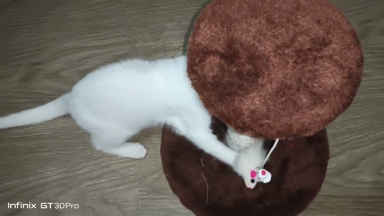 #catshorts #cat #cuteanimal #kitten #cats #catvideos #catlife #catvideo #catholic #cutecat 