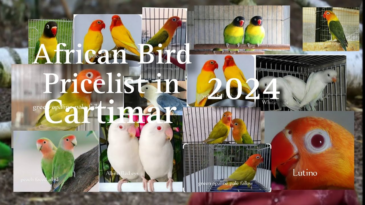 African Bird Pricelist Philippines 2024 update #lovebird #Albs2 #africanbirds