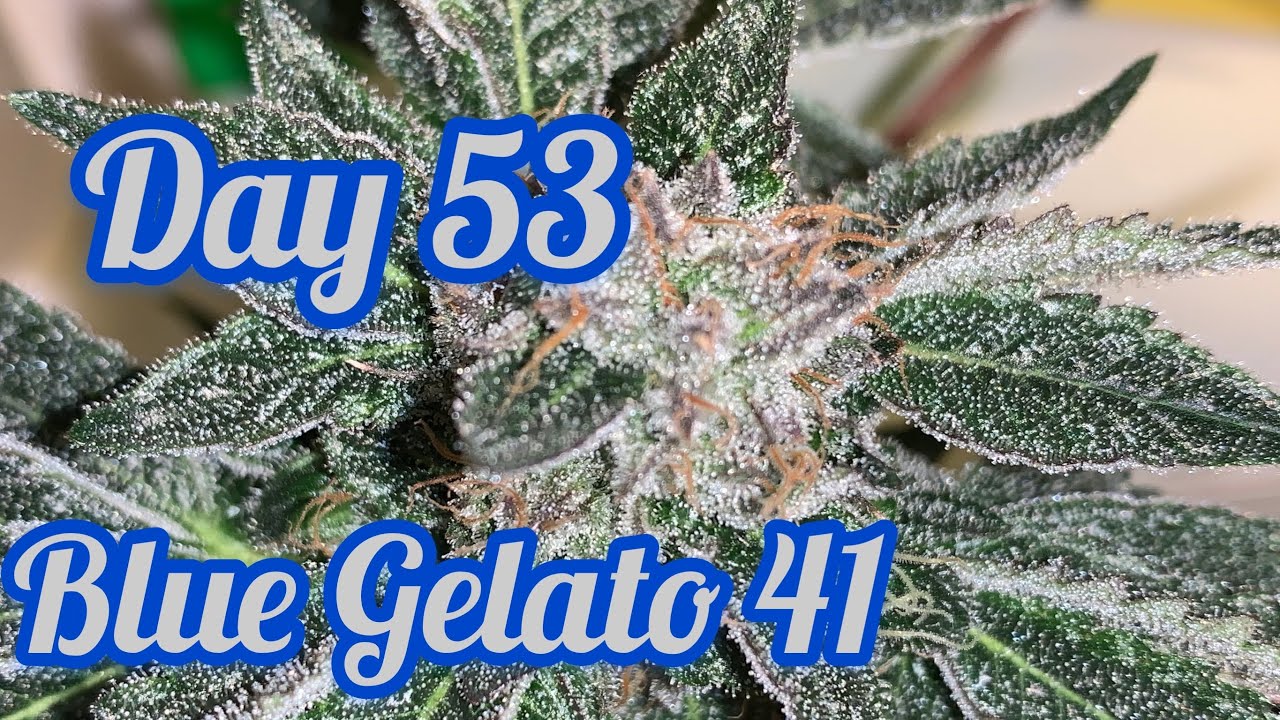 Blue Gelato 41 Update - Indoor Grow