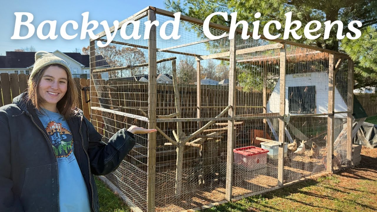 Backyard Chicken Coop Tour + Daily Care Routine🐓