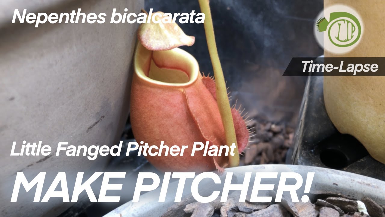 Little Fanged Pitcher plant make PITCHER! || time lapse || Carnivorous Plants || N. bicalcarata