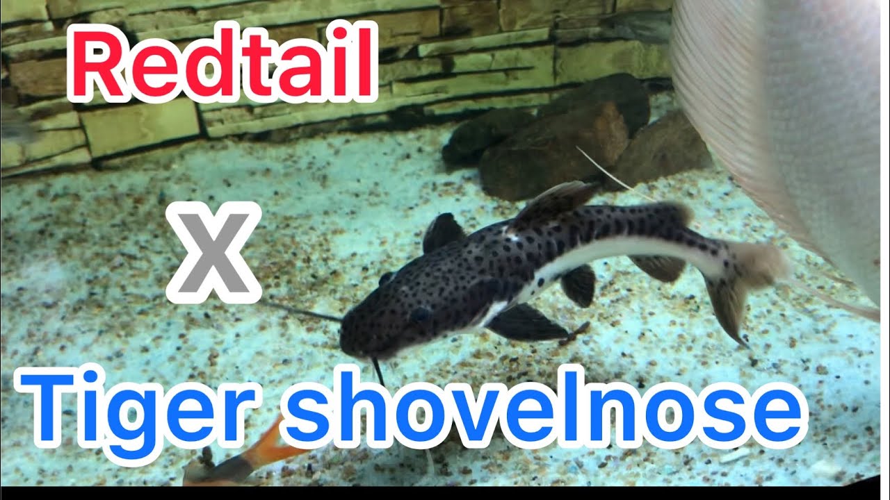 Leopard catfish growth