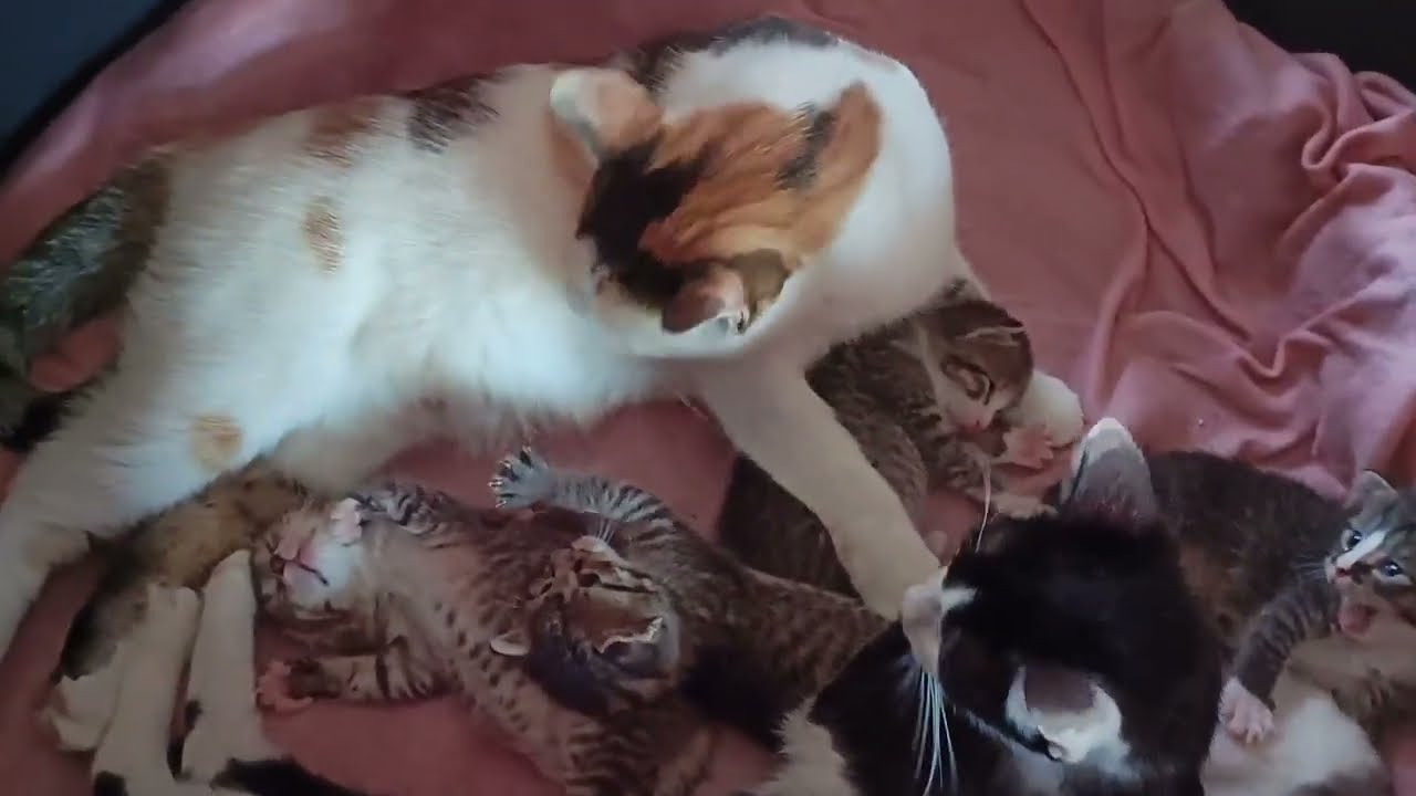 Aunt Blackberry on Duty – Kitten Babysitting While Moms Take a Break
