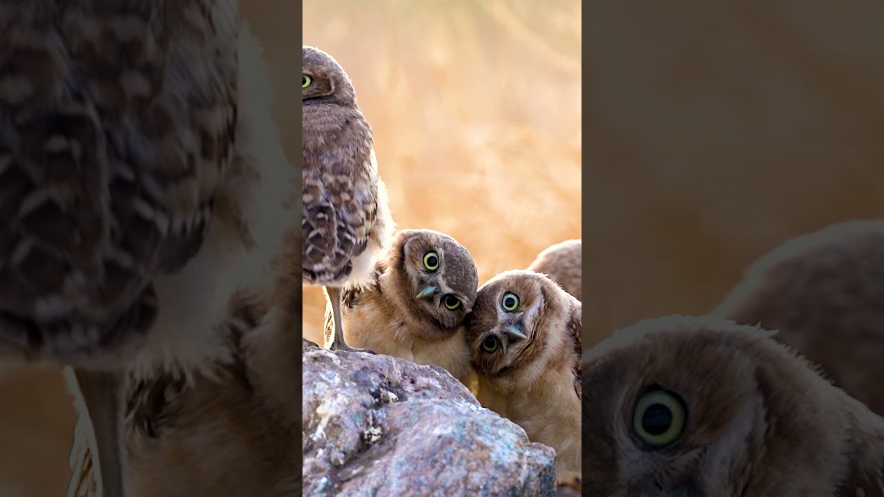 Feeling the Beat 🦉 