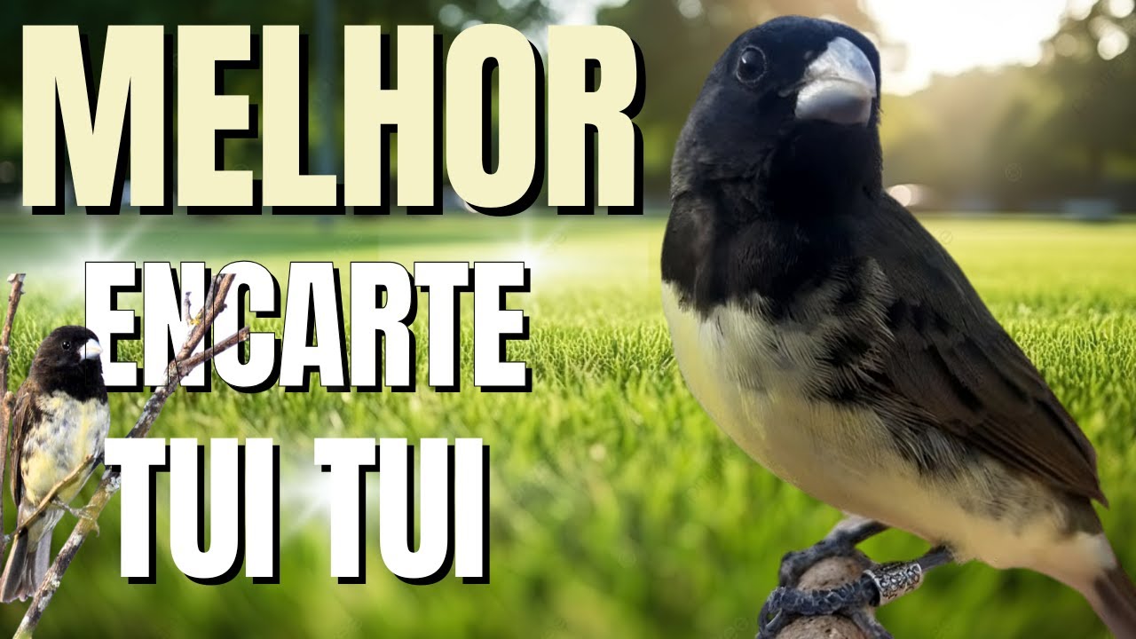 MELHOR ENCARTE PAPA CAPIM COM PIADO DE FÊMEA DE PAPA CAPIM PARA ESQUENTAR PAPACAPIM PAPACAPIM TUITUI