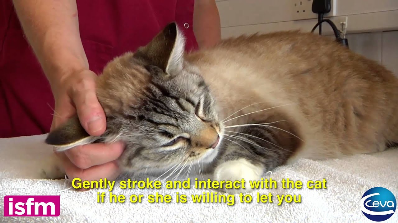 Blood pressure measurement in the cat: getting the environment right