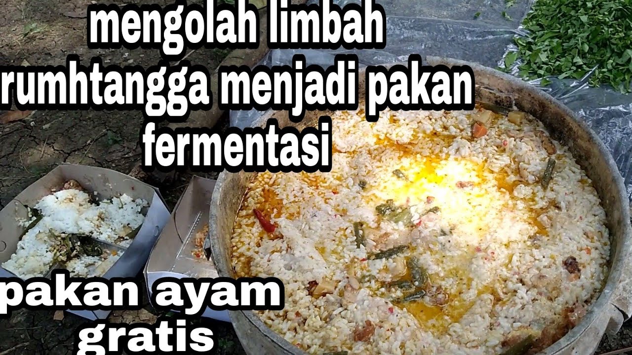Fermentasi pakan ayam.cara mengolah limbah rumahtangga