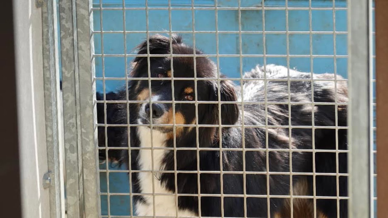 Dans les coulisses des agents animaliers : au cœur du travail avec les chiens au refuge à Concarneau