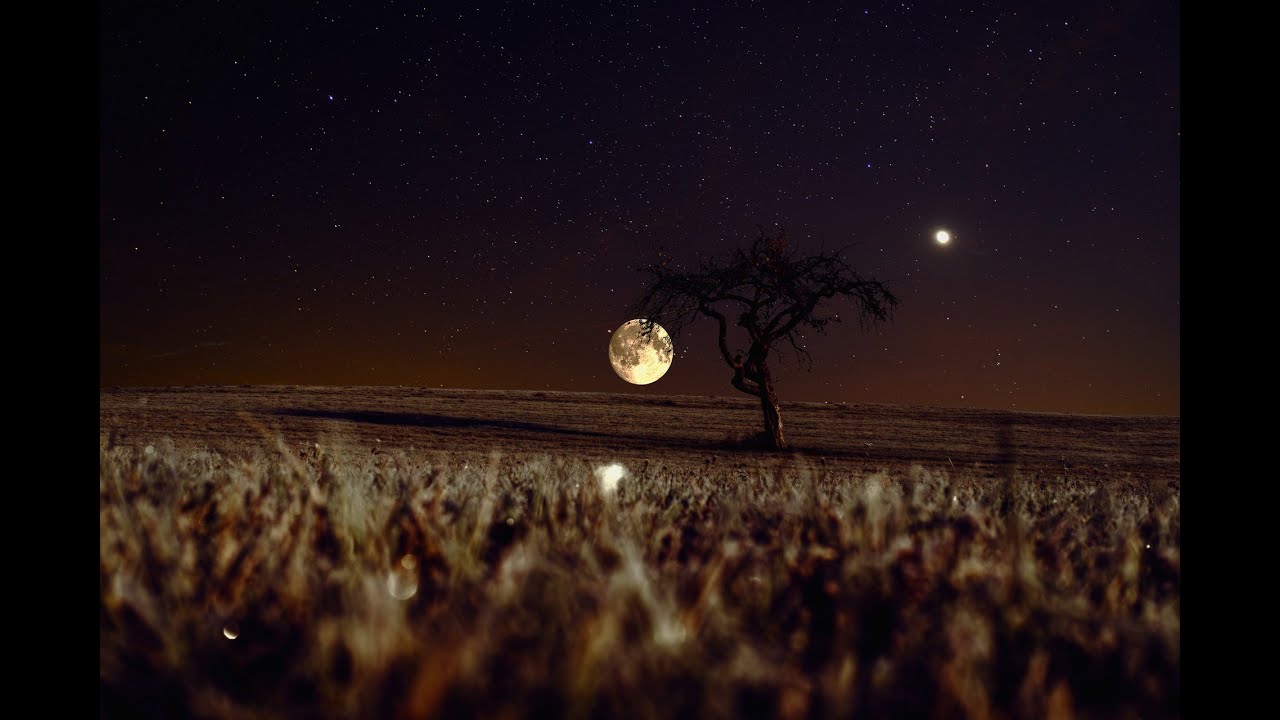 Chant d'un grillon dans une nuit d'été / Singing a cricket in a summer night