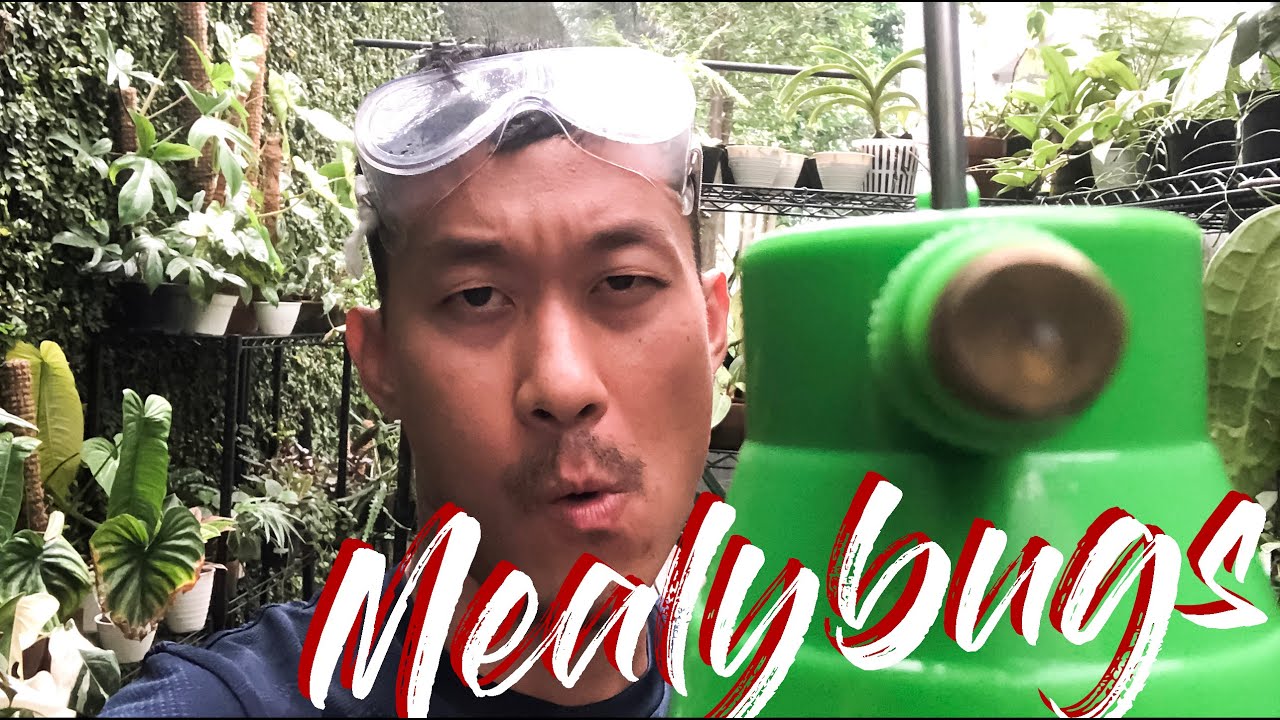 Mealy bugs - how to identify and destroy them.