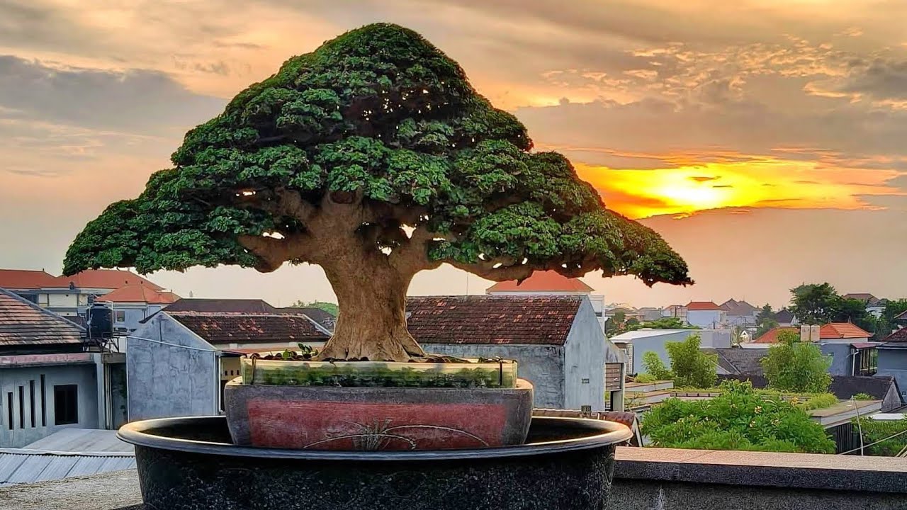 Inspirasi bonsai yang sering juara
