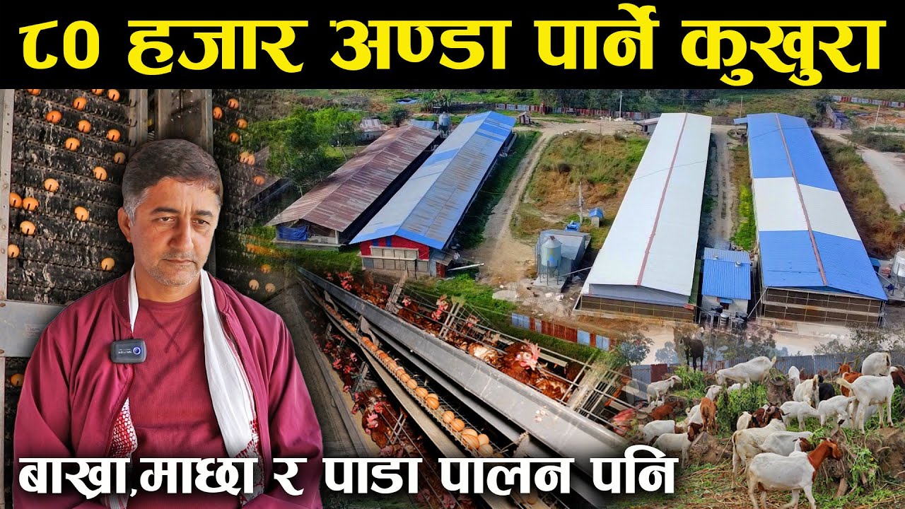 ८० हजार अण्डा पार्ने कुखुरा भएको फार्म,४० हजार तयारी हुँदै | बाख्रा,माछा र पाडा पालन पनि