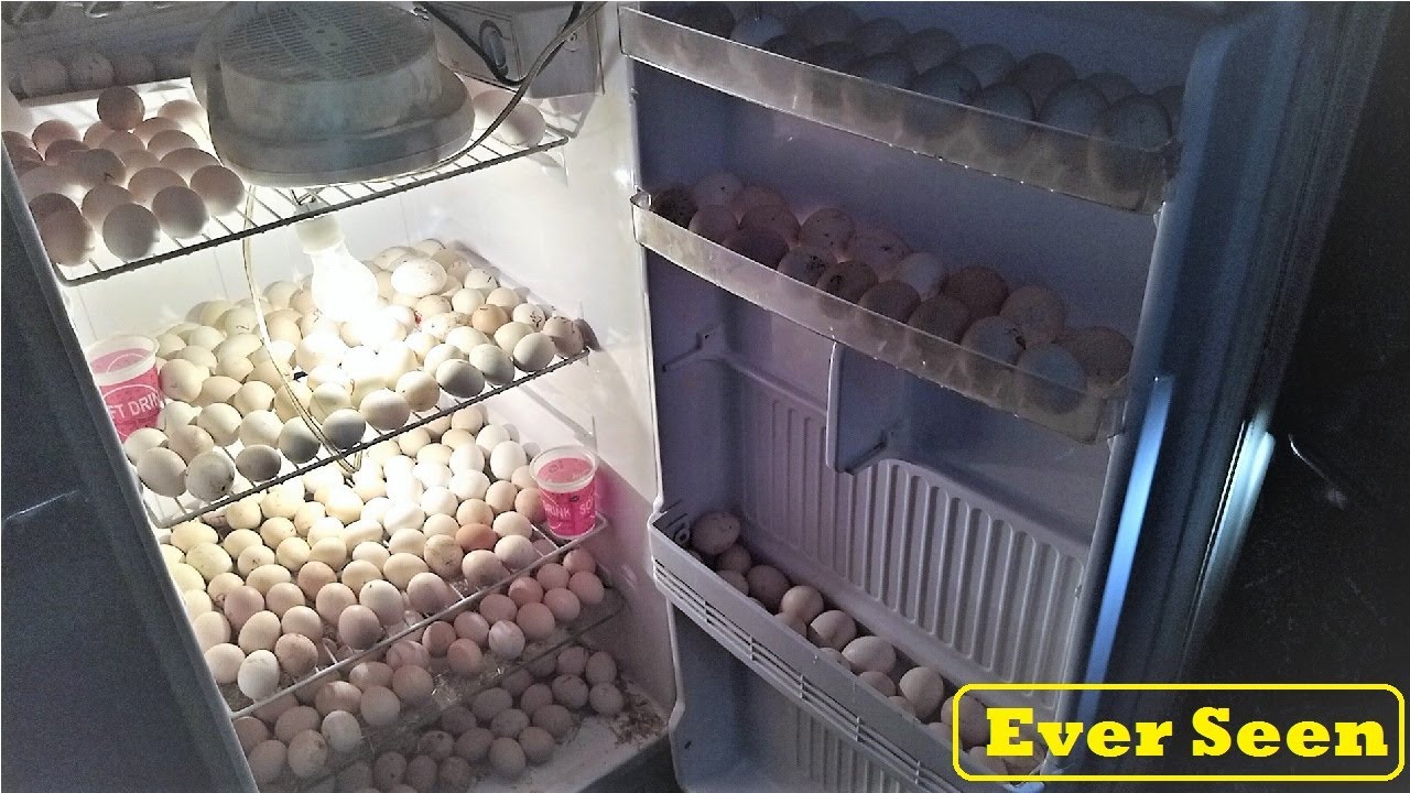 EGG HATCHING IN refrigerator ( Fridge ) || DIY- Homemade Fridge egg incubator || How to hatch eggs