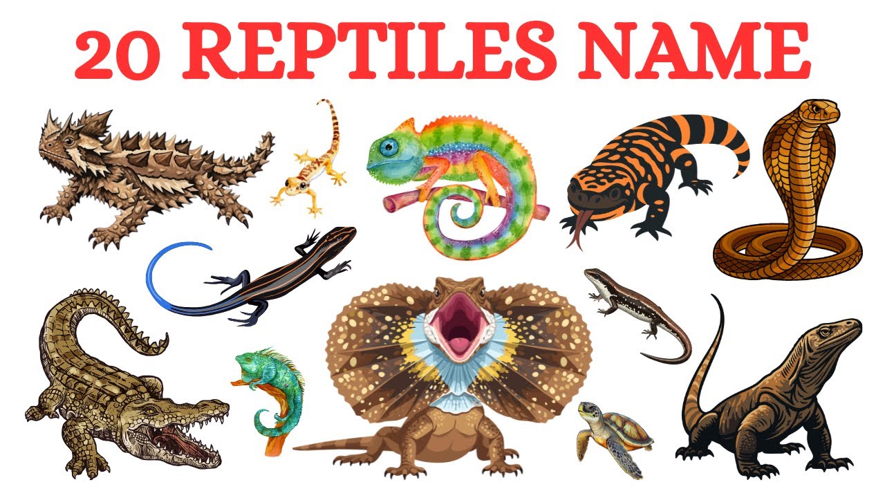 Reptiles Name | Learn Reptile Names | Crocodile, Turtle & Lizard | 