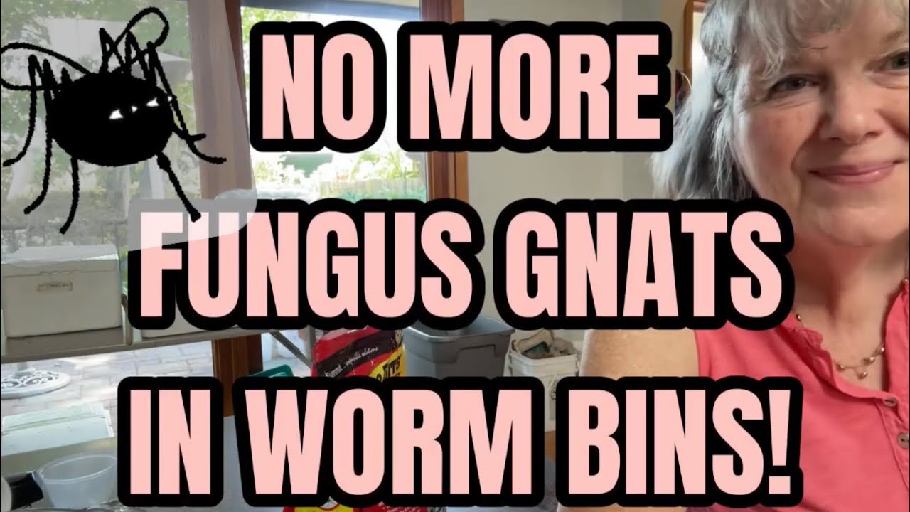No More Fungus Gnats in Worm Bins!!