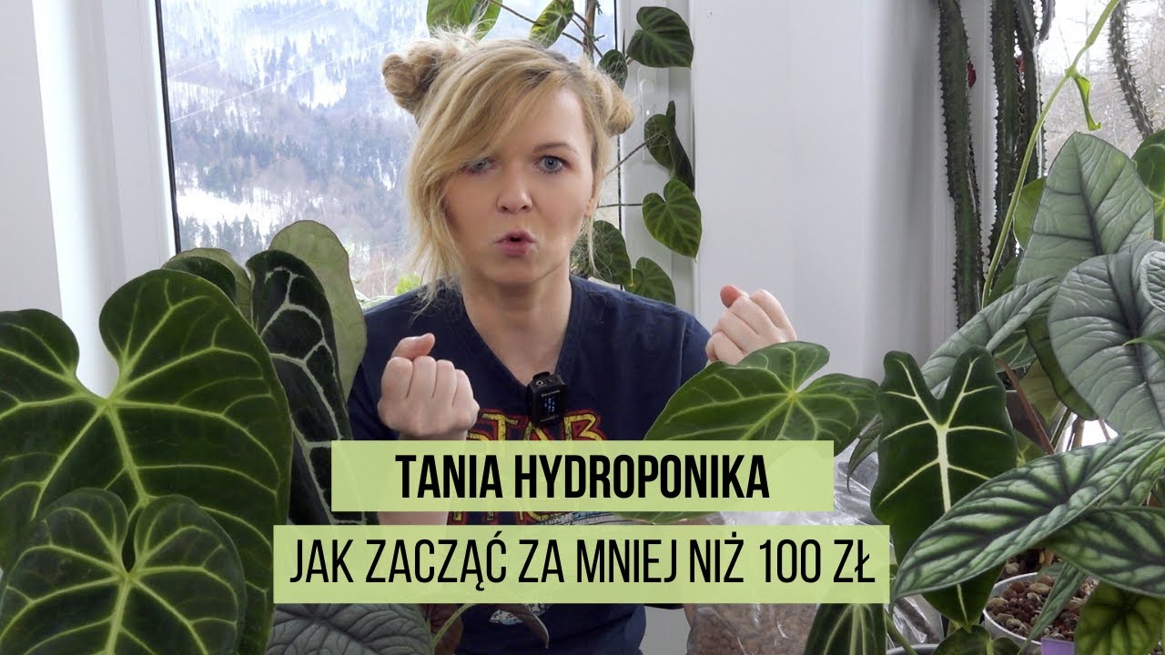 Hydroponika za mniej niż 100 zł, czyli jak zacząć i co kupić?