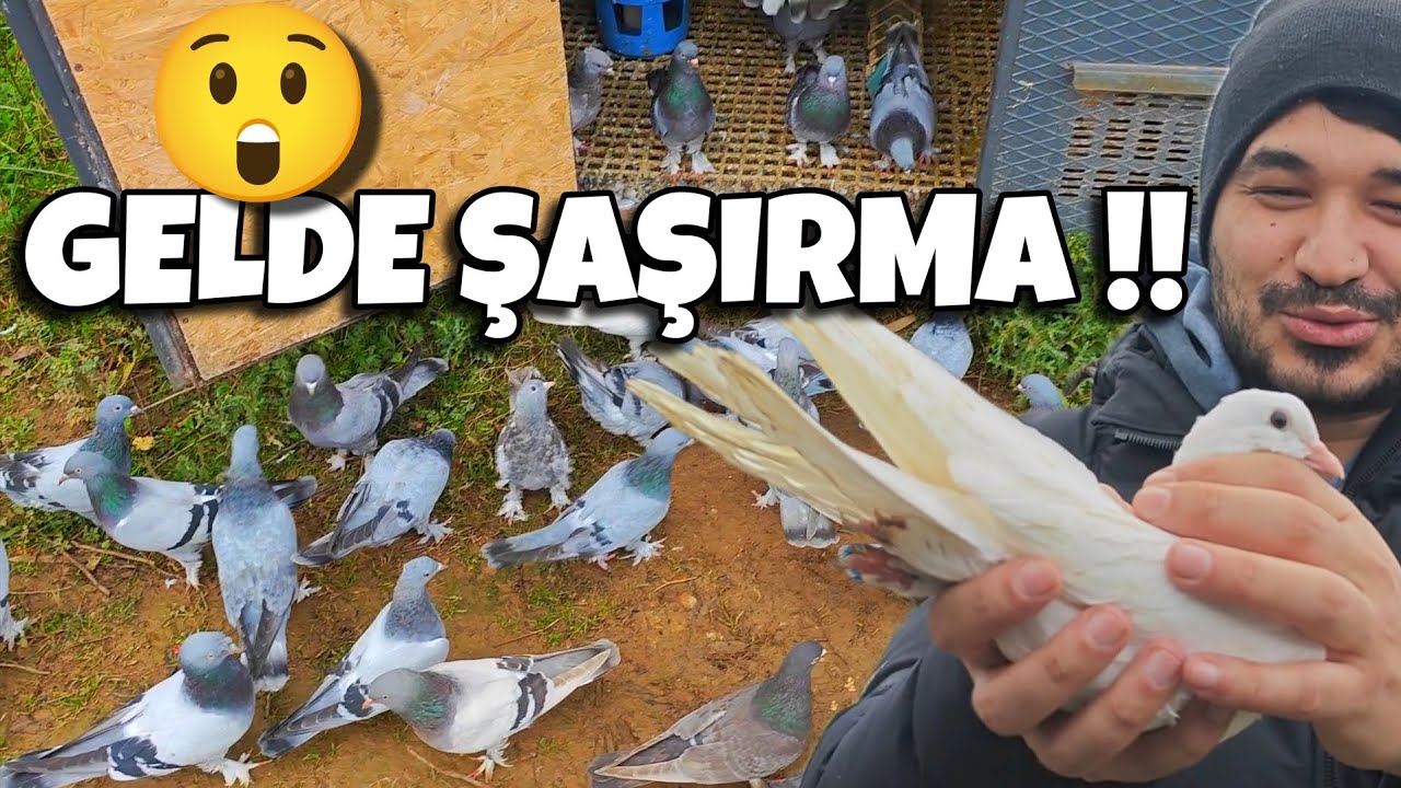 GÜVERCİNDE NE FARKETTİM BAKIN‼️#oyunkuşu #güvercin #taklacıgüvercin #pigeon #mardinoyunkuşu 