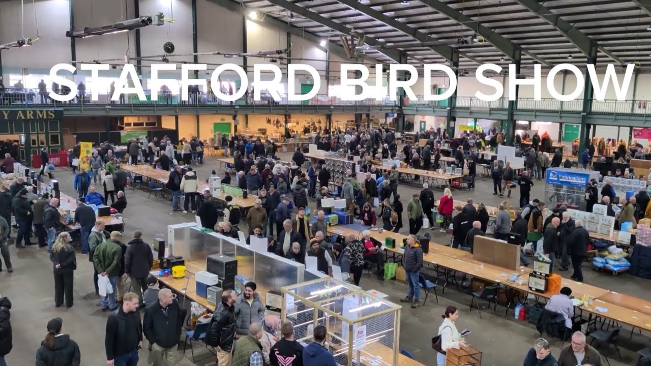 A DAY AT STAFFORD BIRD SHOW #thegouldianaviary#birdshow#planetaviary#australianfinches