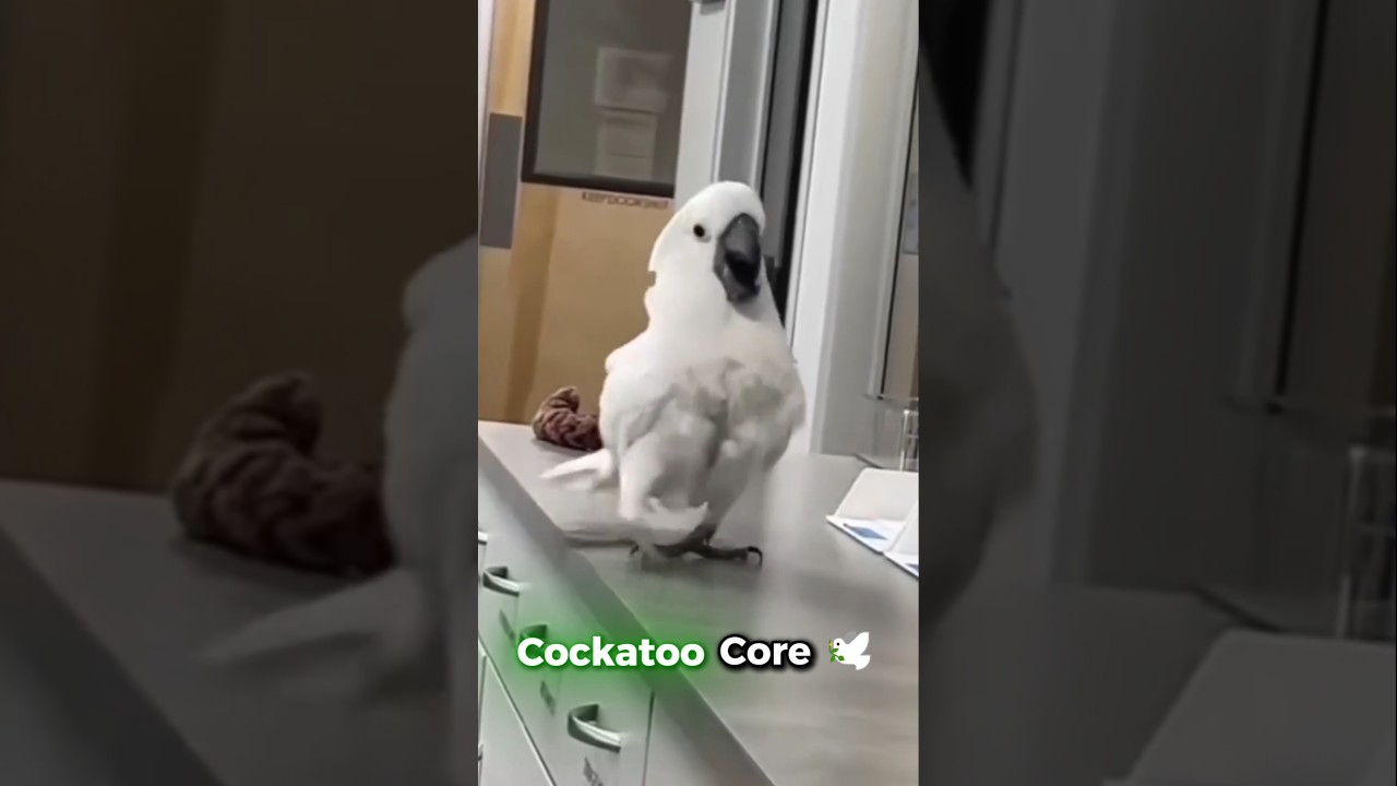 Cockatoo Parrot Core 🕊
