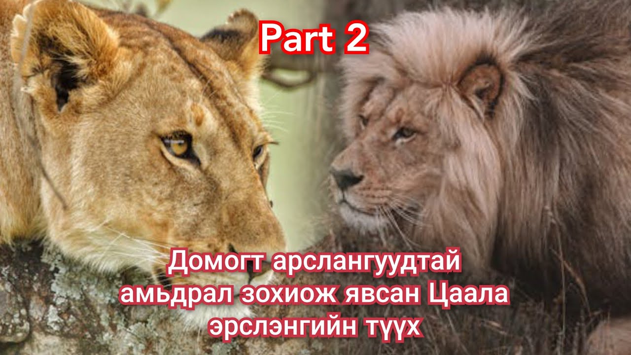 Сүүлгүй Цаала эрслэнгийн тэмцэл Парт2 Гоё түүхүүд Goe tuuhuud mongol heleer kino duu Arslangiin tuuh