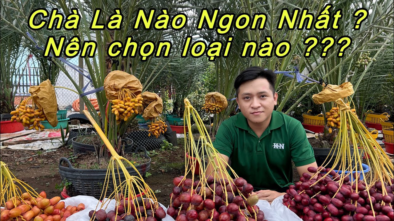 Chà là ăn tươi nào ngon nhất trong 6 dòng phổ biến tại Việt Nam ? Cách phân biệt tránh mua nhầm dòng