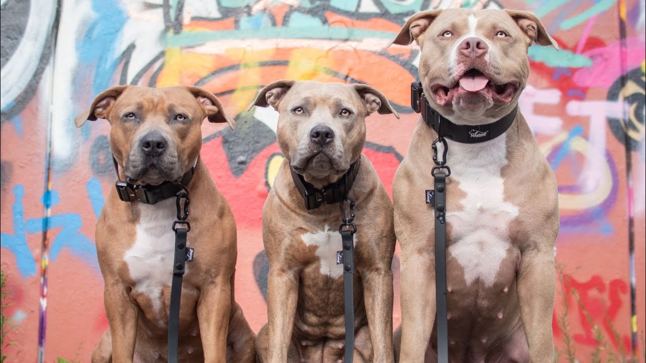Svenska småföretagare i hundbranschen - American Bully & Addisons sjukdom med Teambullygirls
