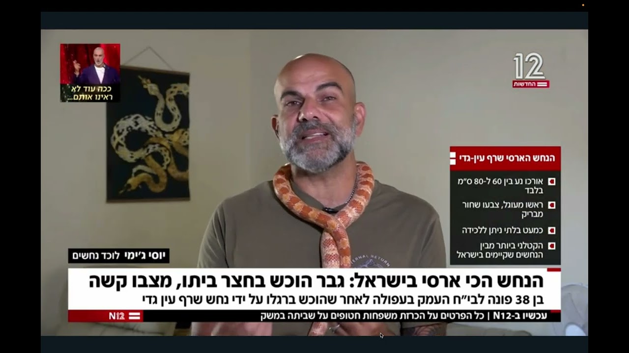 ראיון עם לוכד הנחשים יוסי ג׳ימי בעקבות הכשת שרף עין גדי בביקעת הירדן.